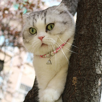 树上长猫了……