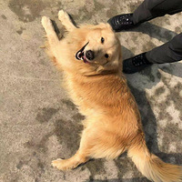 免费领养金毛