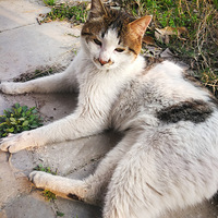 寺庙里的猫……