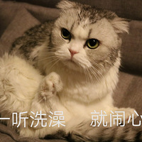 汪洗澡VS喵洗澡