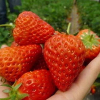 ����Լ������4��6��ȥ������ͩ�����Ͳ˻����ɲ�ݮץ�з��Ұ��