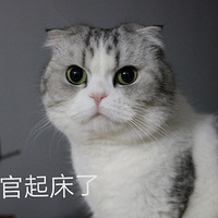没有什么是一根猫条摆不平的————