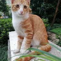 حʧë