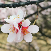 ������������Լ��֥