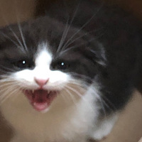 ǰȹ޳û