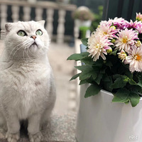 simon