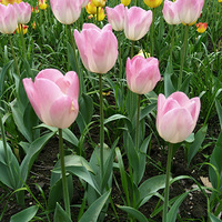 ̫tulip