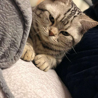 һˣԵ