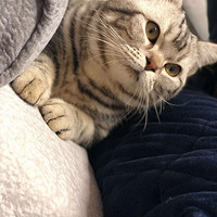 һˣԵ