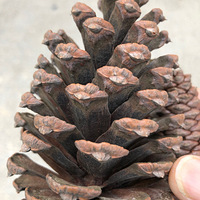 ������ɢƴ����̤����Ͳ���л����ɲ賴��