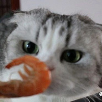 ϺҪãè˿Цã