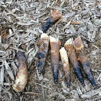 4��27�ţ�����ͩ�޵����񡢼�Ұ�ˡ�ץ�з���ŷ���