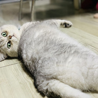 Ӹ硭