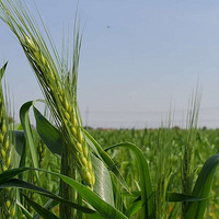 ���ż������˵����壬����