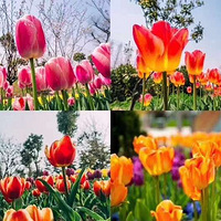 ������ҵ�Ž����ȼ٣����顪��������������ȪС��