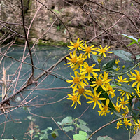 ������-���밢��������ɭ�ֹ�԰+����ɽ+������+��˹ų�5����