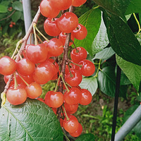 ���ܵܲ�ժӣ��[ej