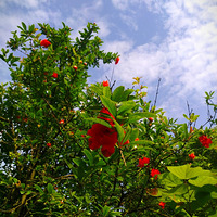 ����ʯ��