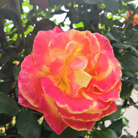 ������ɳ��õ��԰