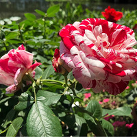 2019�¹�ׯ����չ