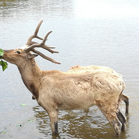 ������ʪ�ع�԰��Ķ���