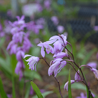 ������������ҩ�԰�����ѿ��Ż��