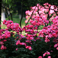 ��ع�԰���¼�������ʢ������