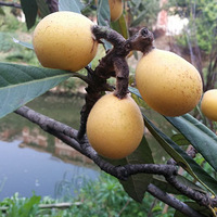 һ��ȥ���ܳ�����