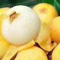 �������˲�ժ