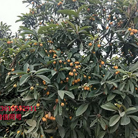 ������ժ������