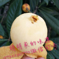 ���������ѳ���