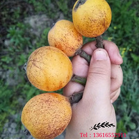 �����ֵ���������������˵����������������