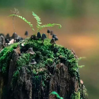 ����Ȼ̦޺�Ρ�����5���ػݣ��ͺ���һ�����������