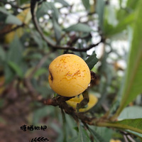 �����ܲ�������