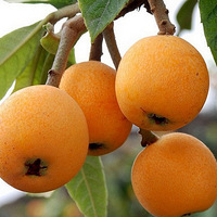 ����ժ��������Ʊ����ժ�߳�