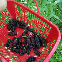 ��ĩ�������ֺ�ȥ�������ض��޵�ũ����԰