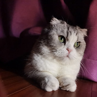 ޡѩ