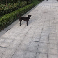 ����������Ӱ�ۼ���