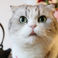 ѩ