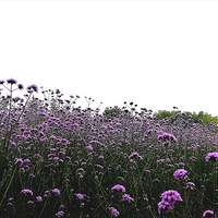 ��������ɫ