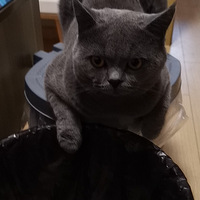 ϱ