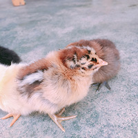 ���ȵ�С����