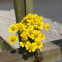 ɽ����Ϧ��, �������뻹. ����������, ����������.