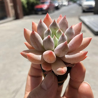 ��ֲ���������⣬������Ϣ����������̩D��