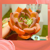 ��һ�������⡹������