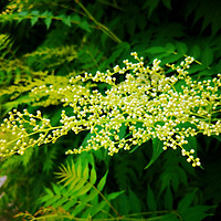 ��ʶ����÷