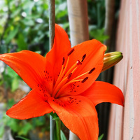 �����ļ���