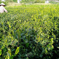 �����һݣ��㽭��ˮ��ɽ����ţ���̲衢�ײ�2��170Ԫ��