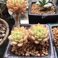 ���ݳԲ������⣬���ȵ��������������ҵ��⣡