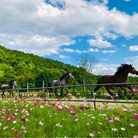 �߽���ˮ��ɽ�������޾���񷡪����侺��ǿ�Ӫ��